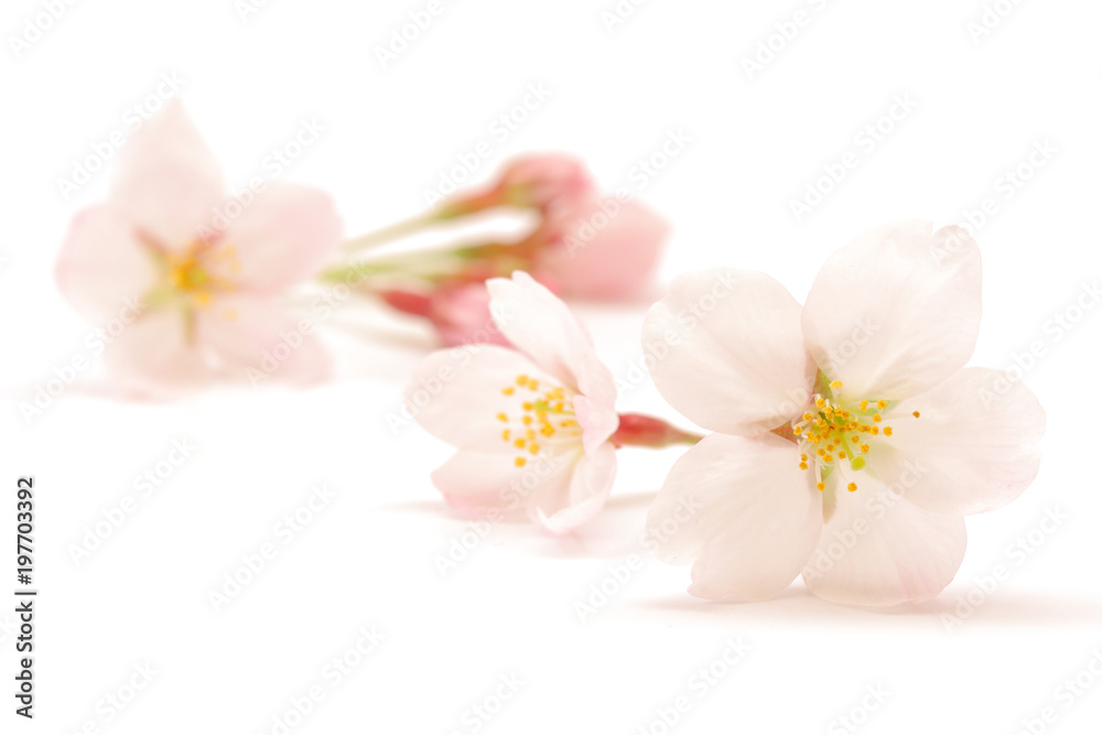 Fototapeta premium 桜 花 春 白背景
