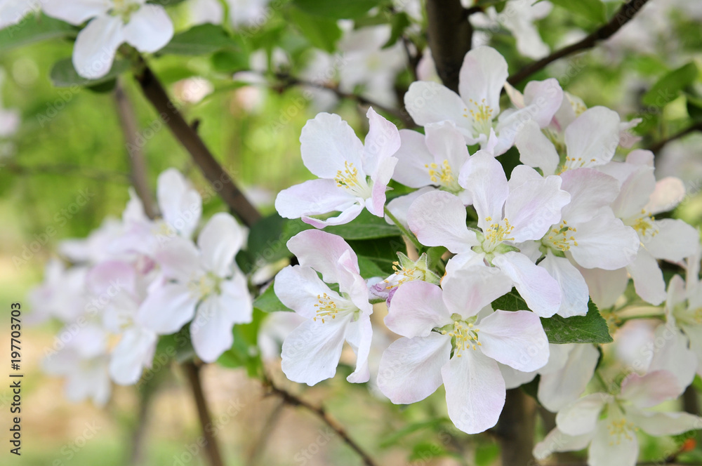 Chinese flowering crab-apple blooming