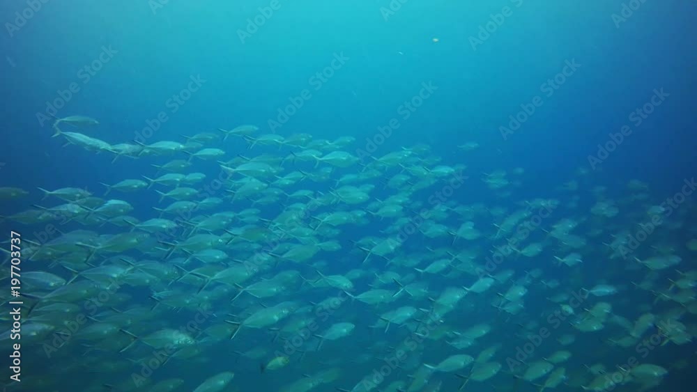 group of fishes swimming group of fishes swimming
