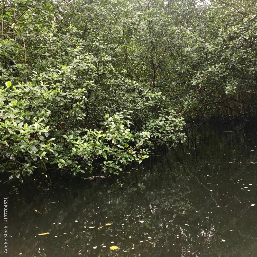 Boat ride excursion through the swamp / mangrove wetland of the Caroni Swamp and Bird Sanctuary on the Caribbean island of Trinidad & Tobago Boat ride excursion through the swamp / mangrove wetland of the Caroni Swamp and Bird Sanctuary on the Caribbean island of Trinidad & Tobago