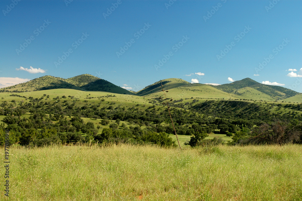 Fototapeta premium Rolling Hills
