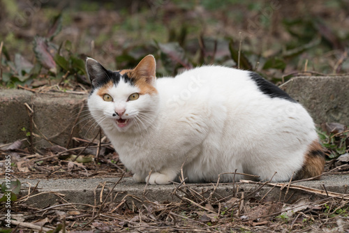 子猫