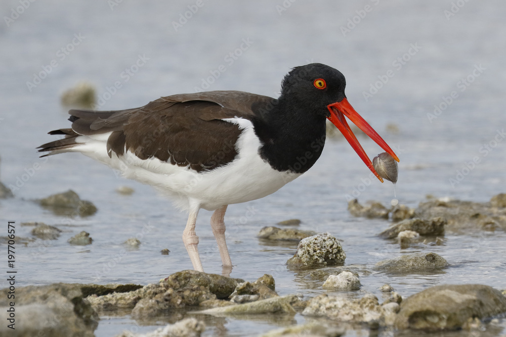 American Oystercatcher with a shell in its beak - Bonaire, Netherlands Antilles American Oystercatcher with a shell in its beak - Bonaire, Netherlands Antilles