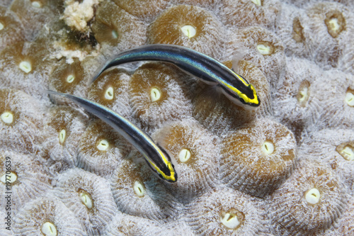 Pair of Sharknose Gobies on a coral head - Bonaire photo