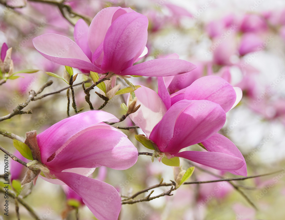 Fototapeta premium Focus Stacked Image of Tulip Tree Blossoms