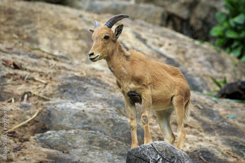 Image of a barbary sheep on the rocks. Wildlife Animals. Image of a barbary sheep on the rocks. Wildlife Animals.