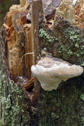 Close Up of Large Shelf Fungus Amid Lichen On Rotting Tree