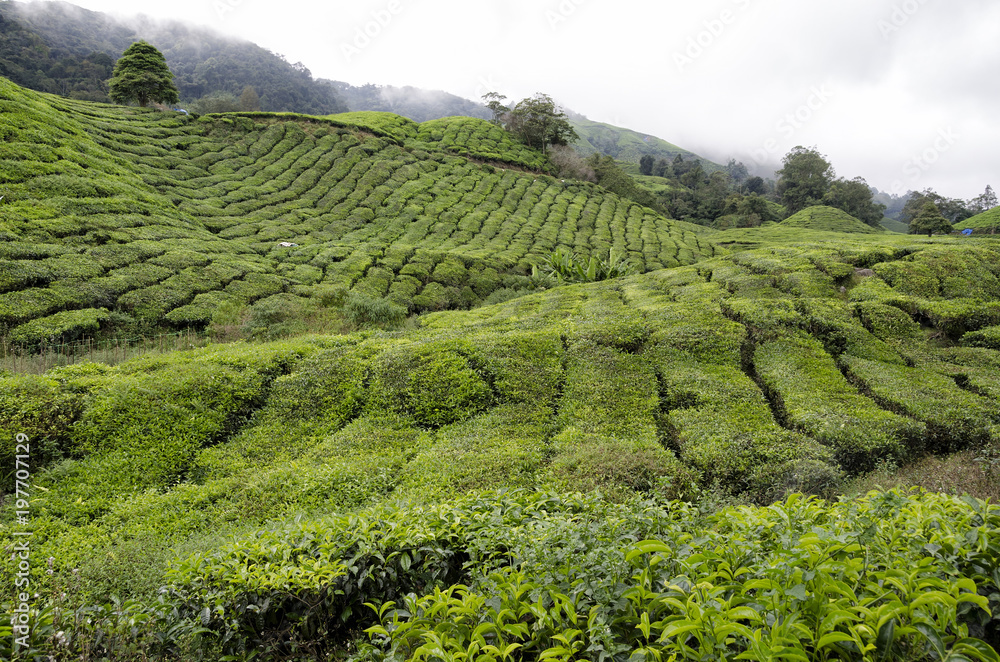 Tea Plantation, Cameron Highland, Malaysia - Tea plants carpet at the hillsides on the Cameron Highland Tea Plantation