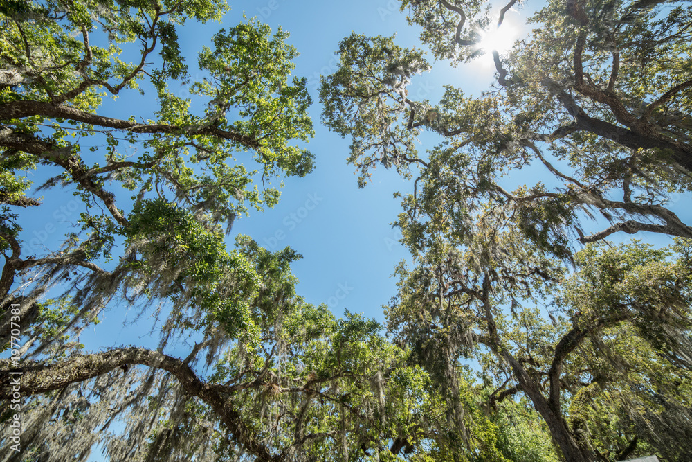 mossy treetops in the noon day soon mossy treetops in the noon day soon