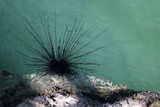 Blue-spotted sea urchin on the coral reef under the sea