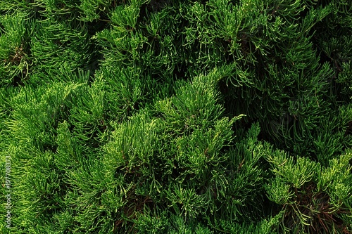 Leaves of beautiful green pines.
