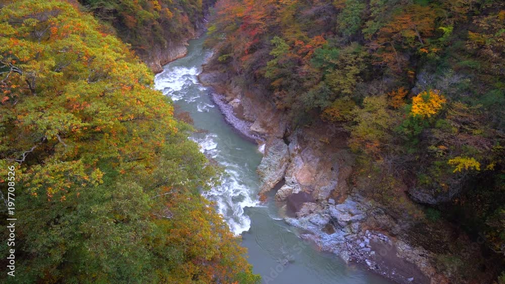 Stream in Forest at autumn