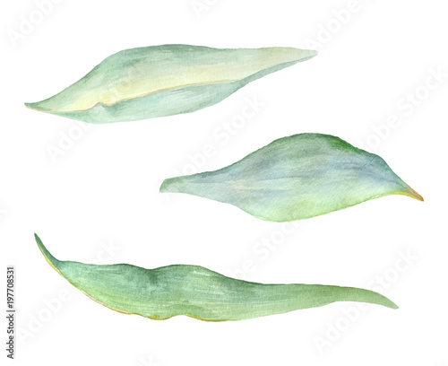 Watercolor green leaf plant deocration on white background