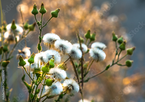 Grass flowers in the morning,select focus.