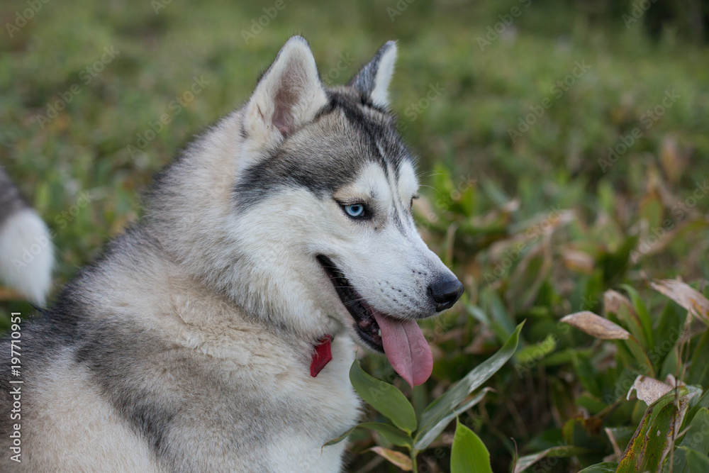 Profile Portrait of Beautiful Gray Dog breed Siberian Husky with different eyes (blue and brown) walking in summer forest in the evening
