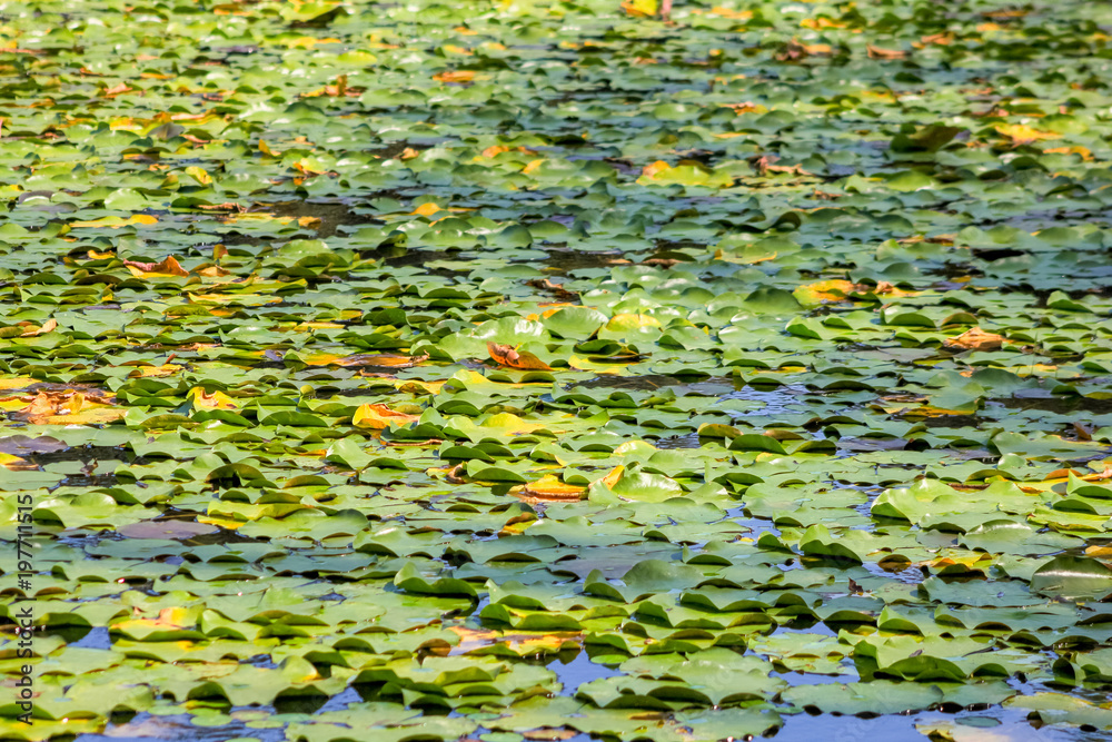 Pond full of lotus leaves Pond full of lotus leaves