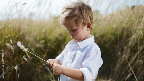 Cute, serious, little boy standing in the middle of wheat field, under the bright sunlight, twiddles the spike of wheat. Summertime, sunny weather. Going for a walk photo