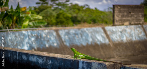 green lizard