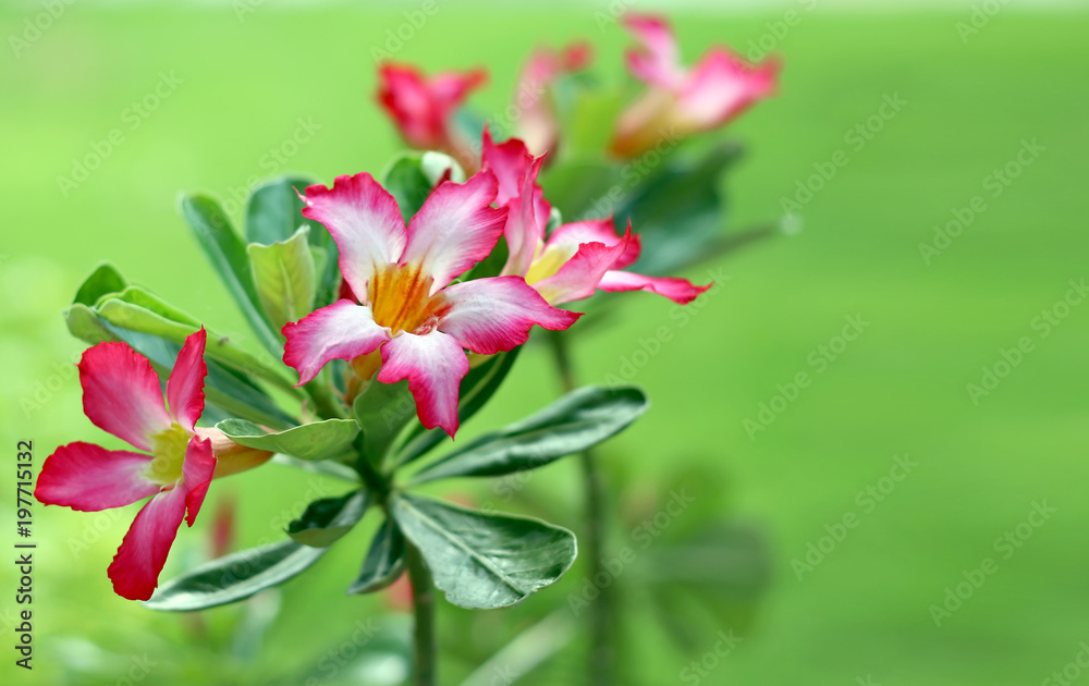 Fototapeta premium Azalia kwiaty na zielonym tle przyrody