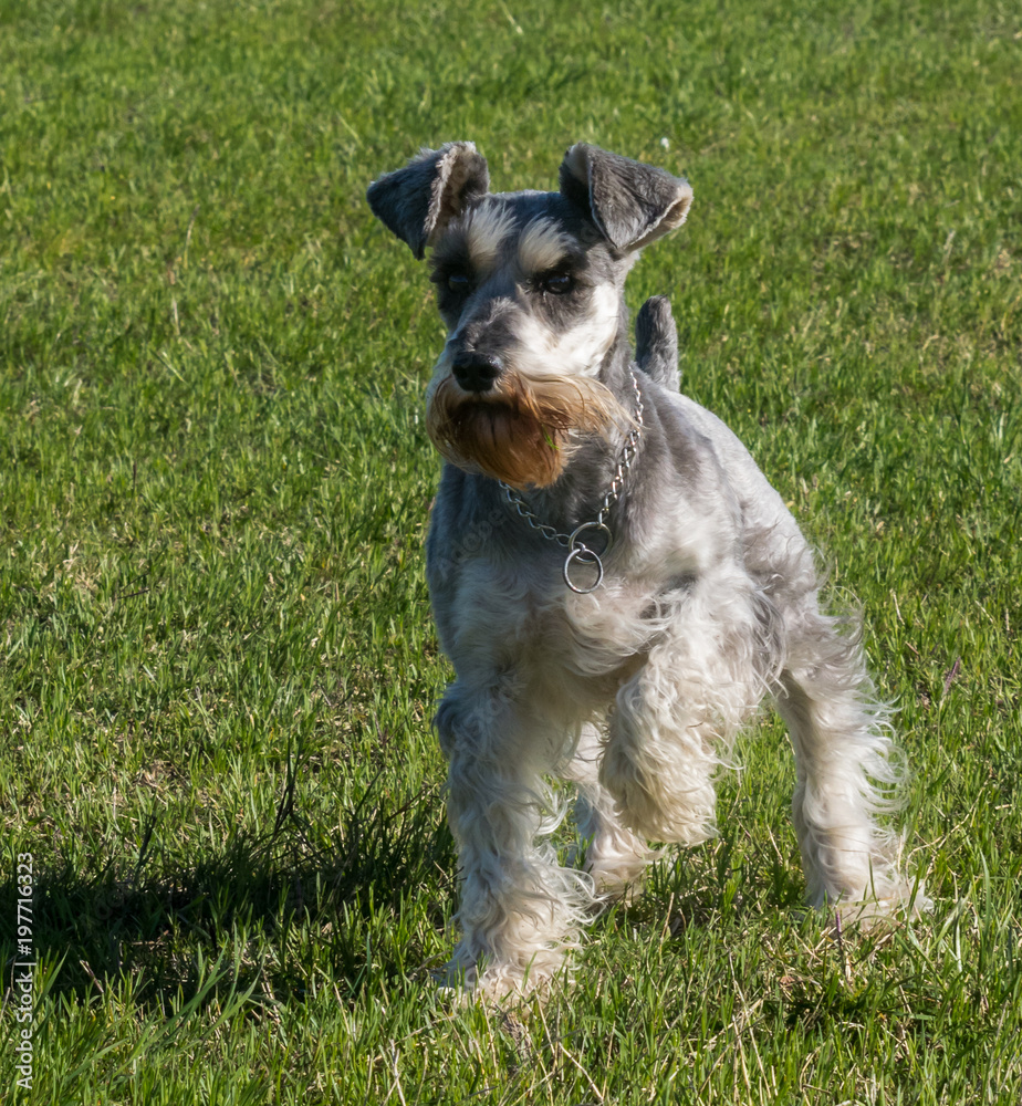 beautiful poses of schnauzer dog