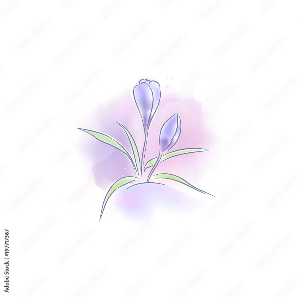 Obraz premium Print painted crocus