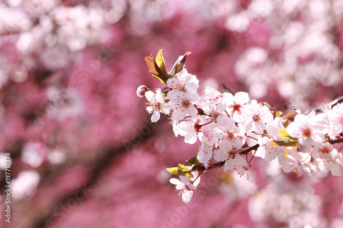 桜（桃の花背景）