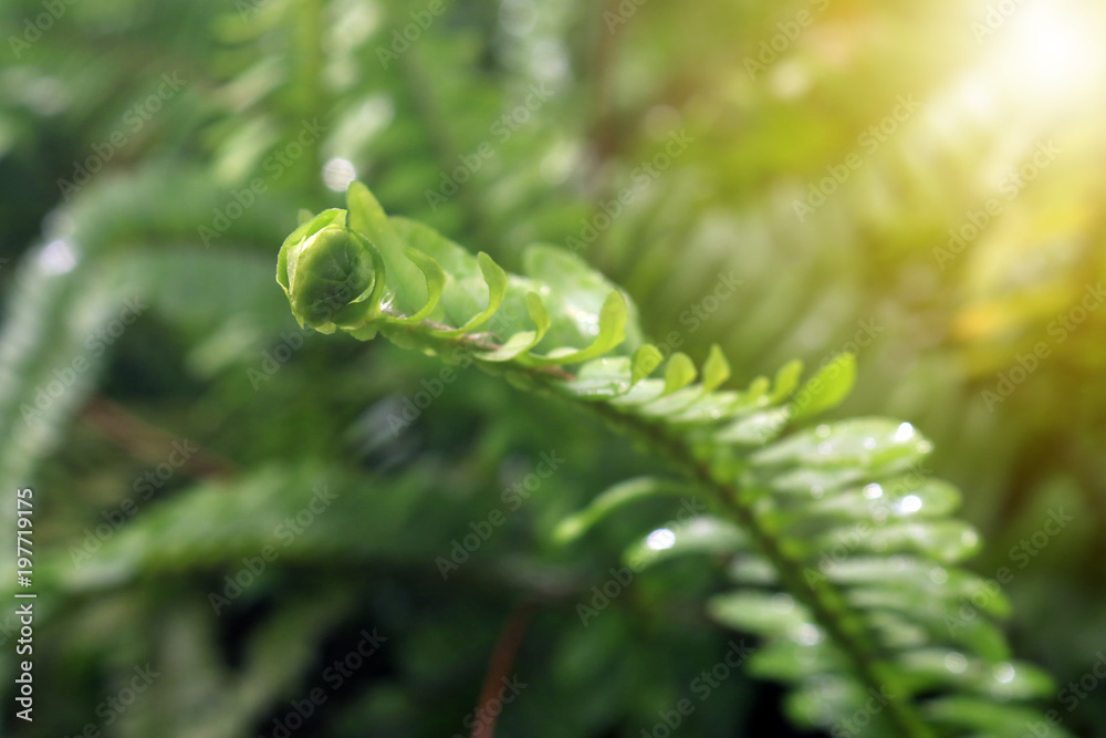 Young fern leaves on green background with a ray of morning sun in tropical forest. Selective focus in spout plant. Young fern leaves on green background with a ray of morning sun in tropical forest. Selective focus in spout plant.
