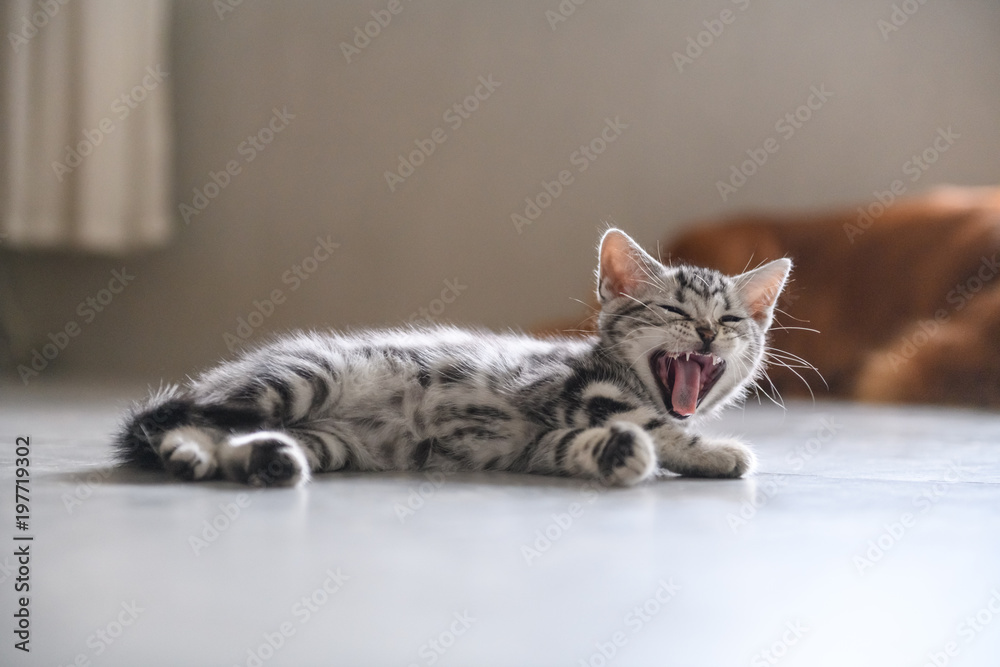 Naklejka premium Cute American cat Kitten