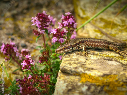 Italian wall lizard or Ruin lizard Podarcis sicula, Lacertidae, Beigua National Geopark, Liguria, Italy photo