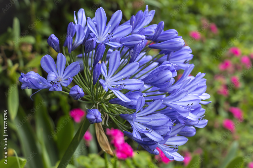 Beautiful flower, Blue Agapanthus is blooming