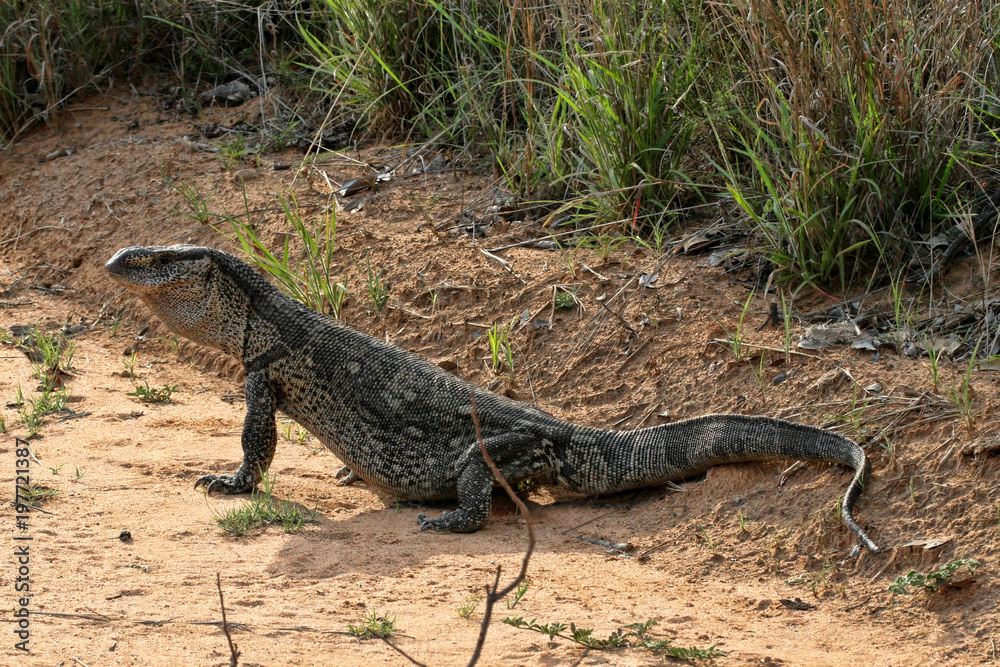 Black Throated Monitor, Varanus a. albigularis, Zimbabwe Black Throated Monitor, Varanus a. albigularis, Zimbabwe