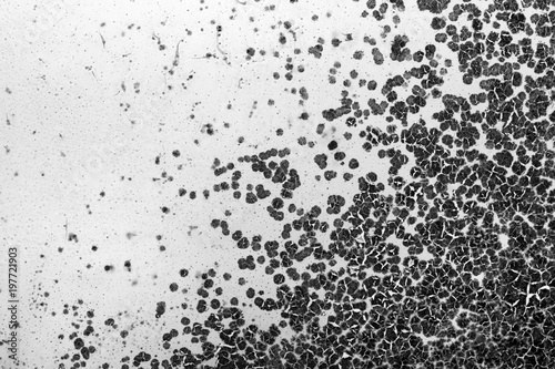 Wallpaper Mural black mold on a white wall Torontodigital.ca