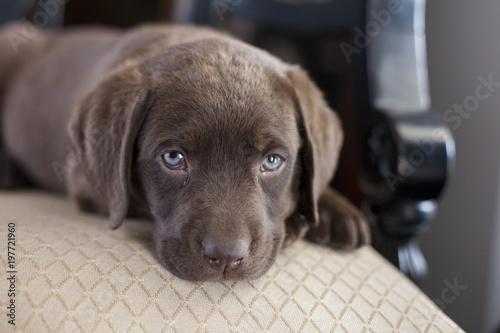 labrador puppy