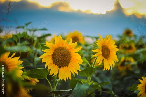 Sunflower in the field with sunset background