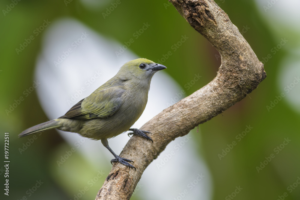 Obraz premium Palm Tanager - Thraupis palmarum, beautiful gray tanger from Costa Rica forest.