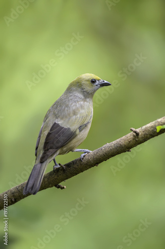 Palm Tanager - Thraupis palmarum, beautiful gray tanger from Costa Rica forest. © David