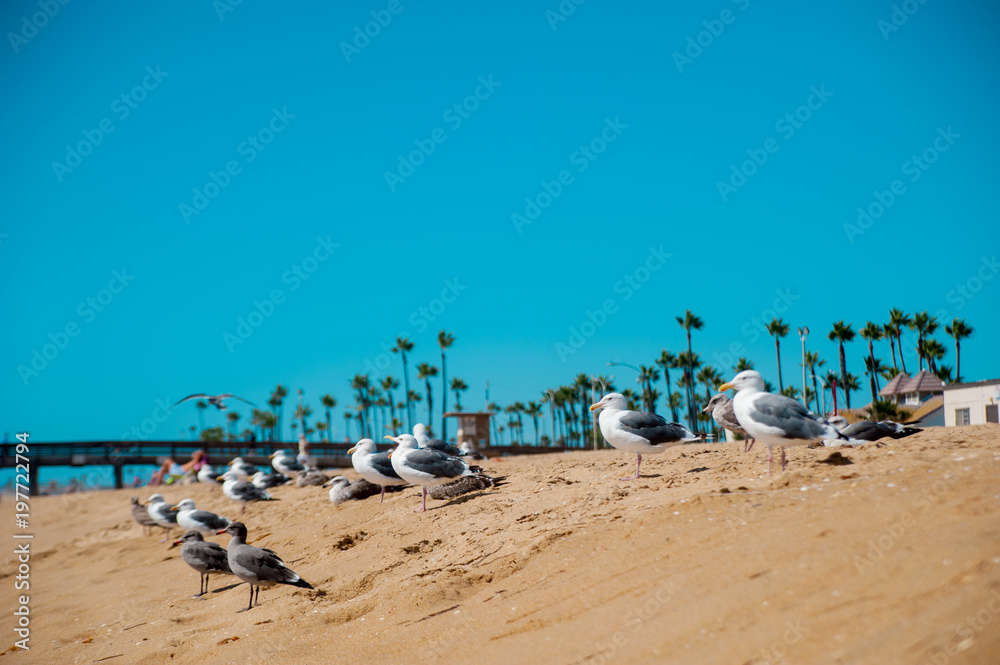 Seagulls on the beach around Long Beach, California. California is known as warm and nice wether.