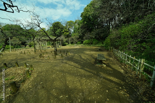 公園の木と光