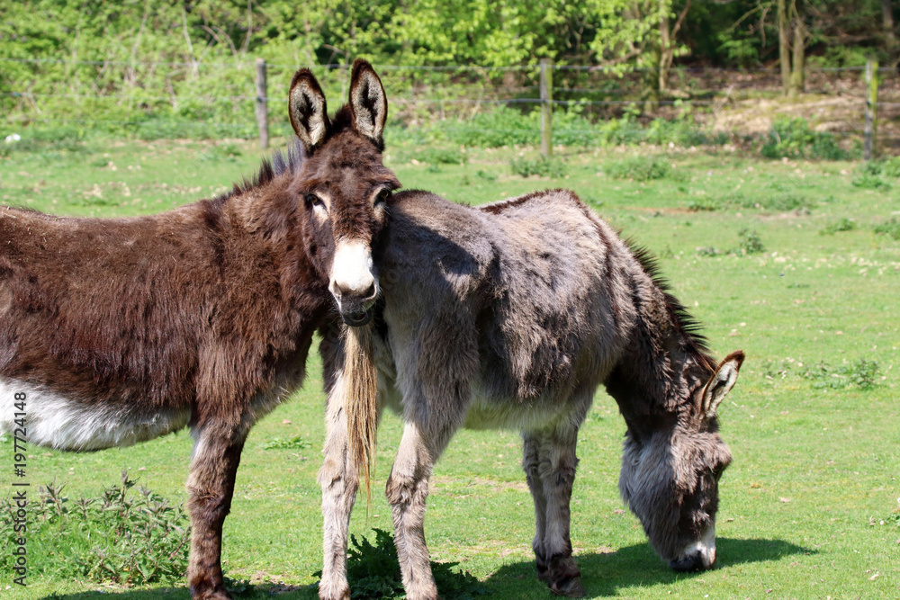 Donkeys are quiet and intelligent animals and also very brave and faithful, have a good memory Stock Photo | Adobe Stock Donkeys are quiet and intelligent animals and also very brave and faithful, have a good memory Stock Photo | Adobe Stock