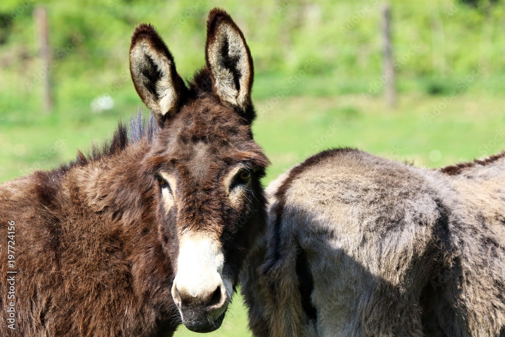 The donkey belongs to the equine family The donkey belongs to the equine family