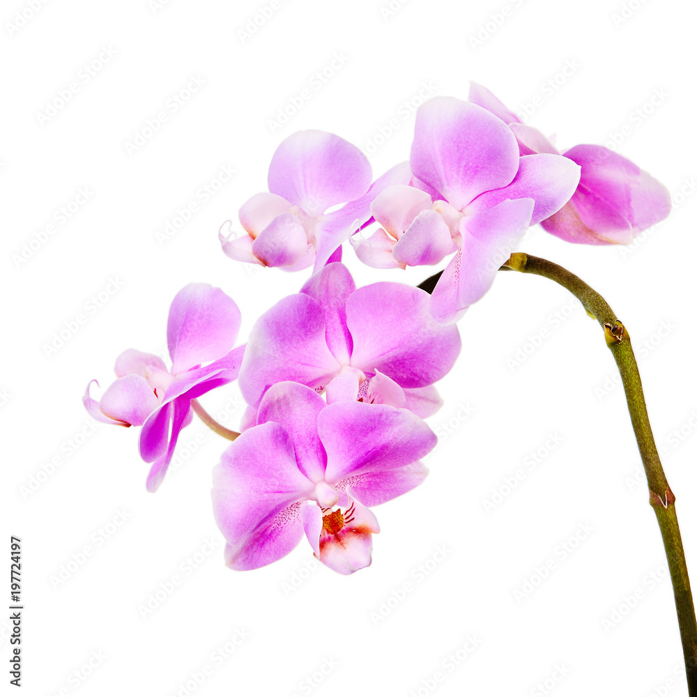 Pink orchid on white background Pink orchid on white background