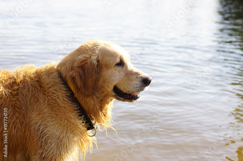 Dog breed golden retriever standing in water and smiling in profile