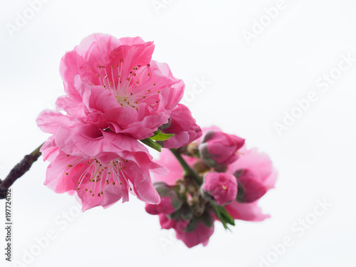 美しいピンクの花桃