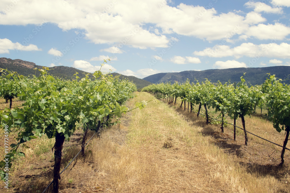 fallen giants vineyard 1