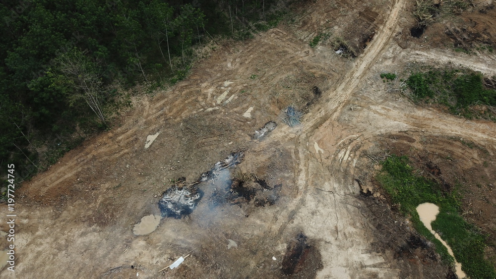 Obraz premium Deforestation - environmental destruction. Rainforest cuting down and burning forest trees