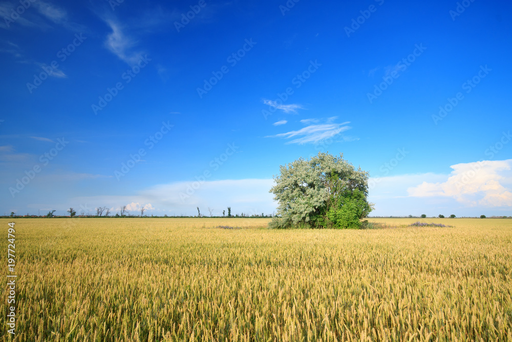 tree in the field / Bright spring picture bright colors tree in the field / Bright spring picture bright colors