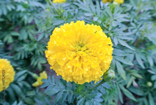 Flower tagetes erecta or the Mexican marigold or Aztec marigold species of the genus tagetes native to Mexico.