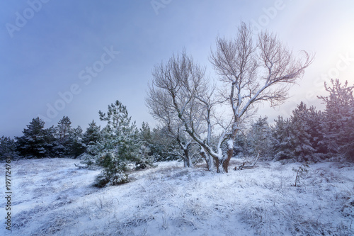 winter forest trees in snow / winter natural beauty is a walk in the woods