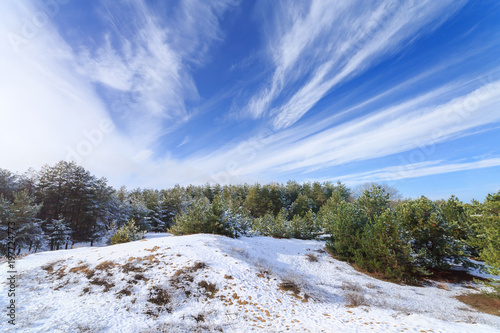 winter forest pine trees snow natural / winter beauty walk in the woods