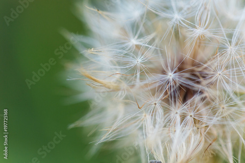 wild plants in latvia